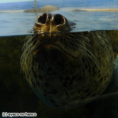 フォト：新江ノ島水族館_f0079110_19333193.jpg