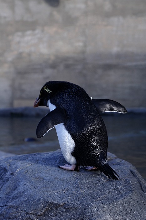 旭山動物園　～カァー♪　あれっ？　イワトビペンギン～_f0139911_2174353.jpg