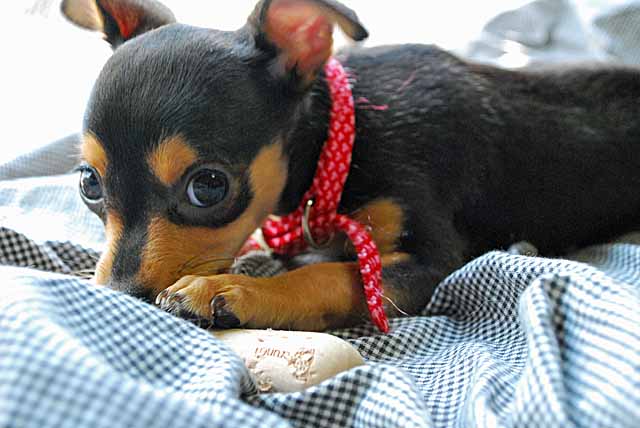 チワピン 彩色犬日 チワピン 彩色犬日