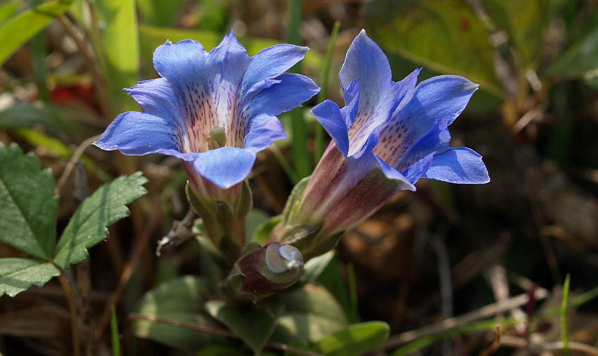 フデリンドウ ハルリンドウ 三重野生生物談話会bbsブログ 植物編