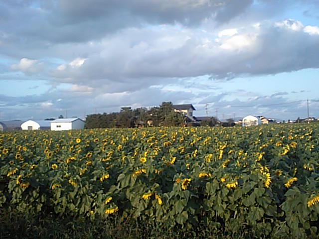 c0059543_17152914.jpg