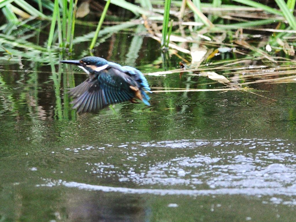 1週間ぶりのカワセミ撮り_c0205858_18293490.jpg