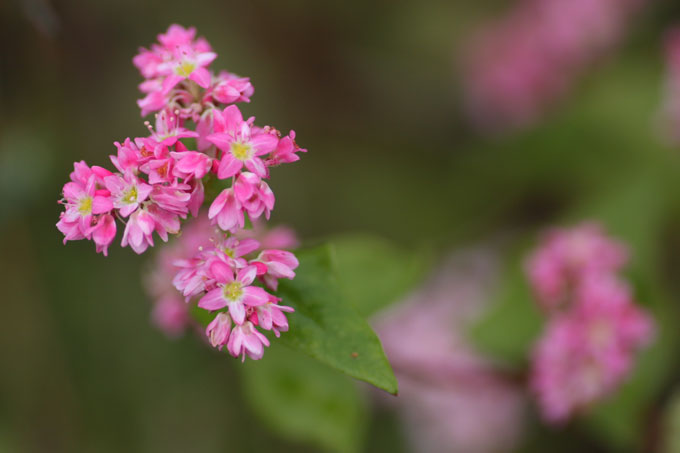 蕎麦の花_f0147858_10305222.jpg