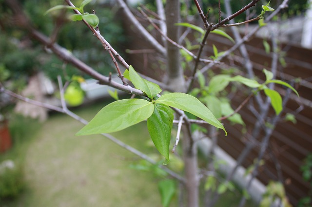 f0052068_2151146.jpg