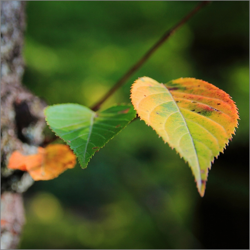 ※ 紅葉始まったね！_e0149577_23234027.jpg