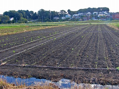 c0145581_8429.jpg