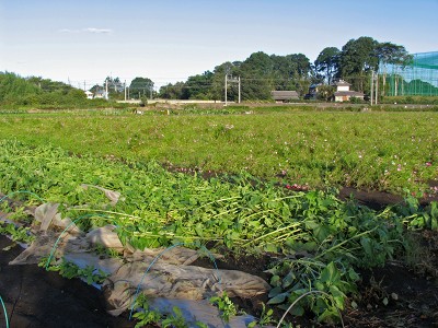 c0145581_87559.jpg