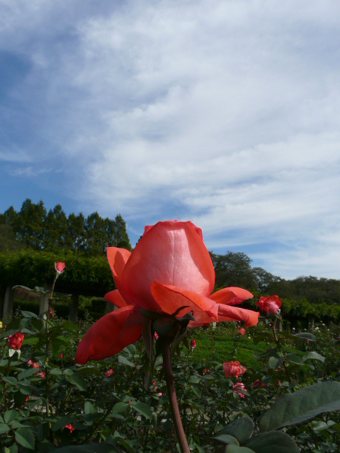 神代植物公園の秋のバラ_e0145782_16294915.jpg