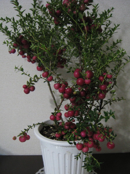 c0132387_172528.jpg