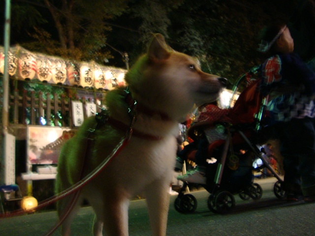 秋祭りともみじちゃん_a0126590_23145916.jpg