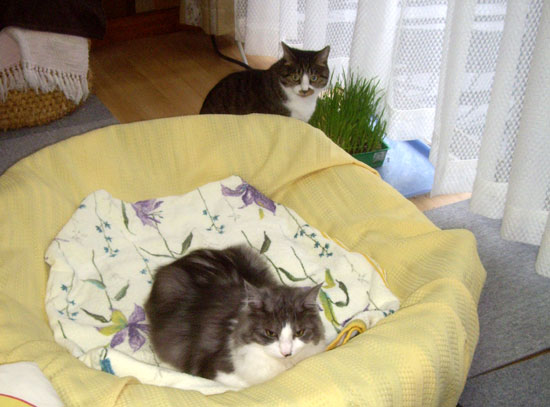 プールのような猫ベッド♪_a0136293_1450311.jpg