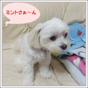 f0148595_21144851.gif