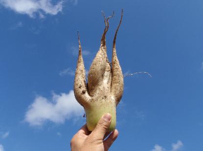 怪しい大根_e0077899_83145.jpg