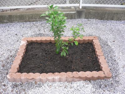 花壇作り 庭と畑とそれから私