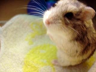 後ろ足で立っちのゴマたん (Criceto)_d0006400_1195194.jpg