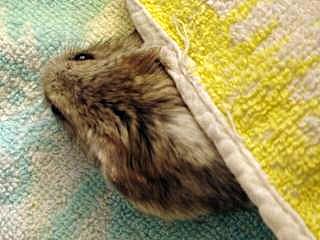 後ろ足で立っちのゴマたん (Criceto)_d0006400_15311429.jpg