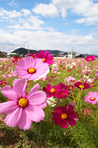 d0090101_19581581.jpg
