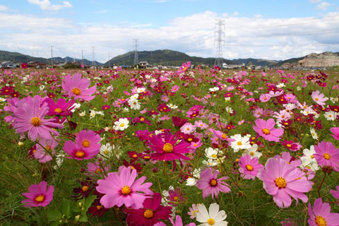 d0090101_19593233.jpg