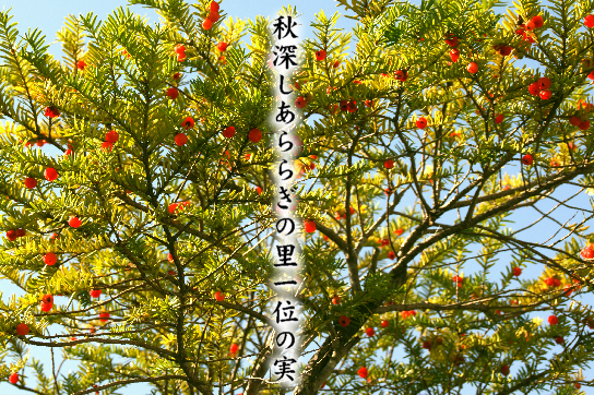 一位の実_e0099713_19452385.jpg
