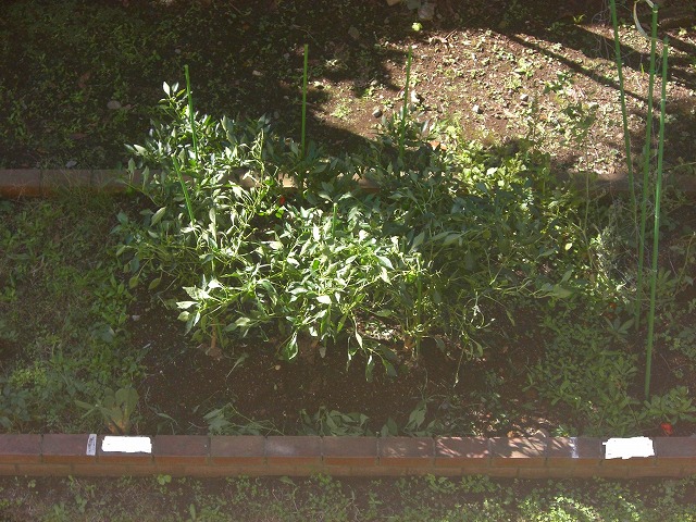 f0207320_11254773.jpg