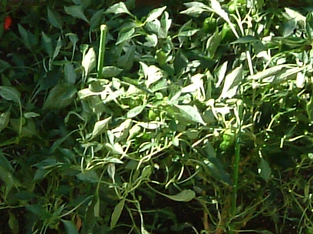 f0207320_12215625.jpg