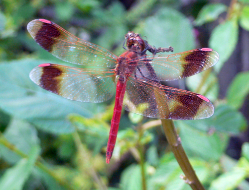 f0060424_2244090.jpg