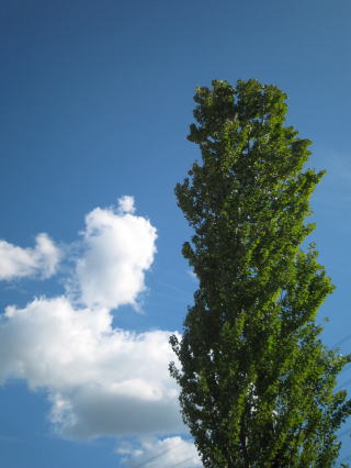 c0113733_2342991.jpg