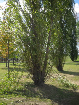 c0113733_2363518.jpg