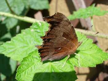 e0097534_11144278.jpg