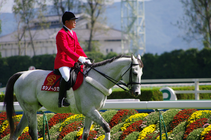 京都競馬場..._f0152550_18383475.jpg