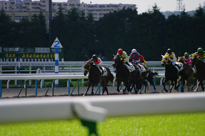 京都競馬場..._f0152550_18385336.jpg