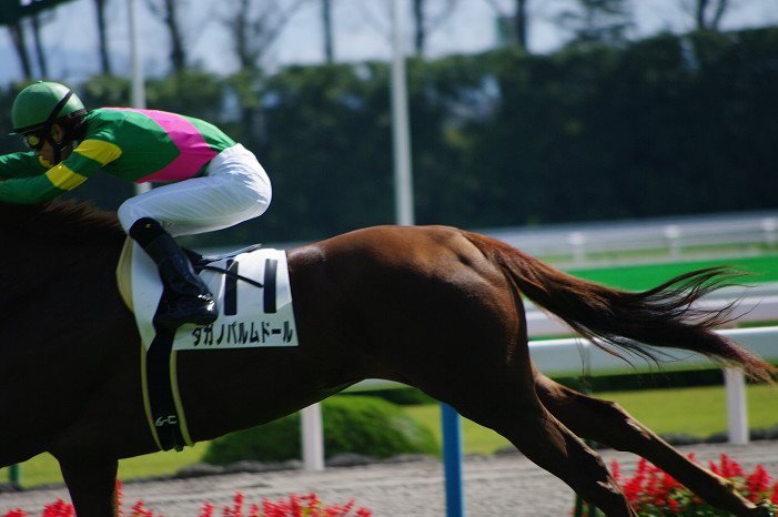 京都競馬場..._f0152550_18392376.jpg