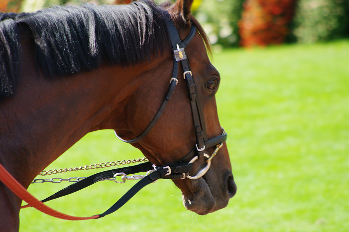 京都競馬場..._f0152550_18393149.jpg