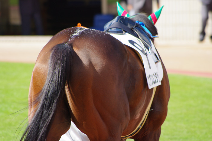 京都競馬場..._f0152550_18395547.jpg