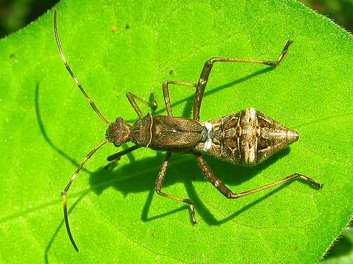 昆虫 ＞ カメムシ目（半翅目） ＞ カメムシ亜目 ＞ 幼虫・卵・脱け殻_b0147358_1048537.jpg