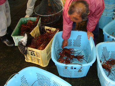 日曜の朝は尾鷲魚市場に行こう（伊勢海老編）_f0133861_1452969.jpg