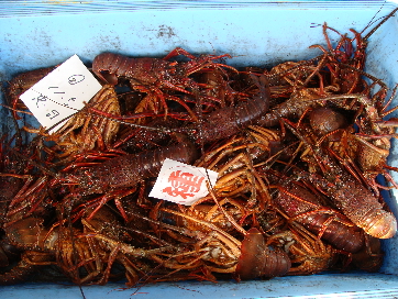 日曜の朝は尾鷲魚市場に行こう（伊勢海老編）_f0133861_14551569.jpg