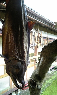 鮭だ!_e0040673_10371163.jpg