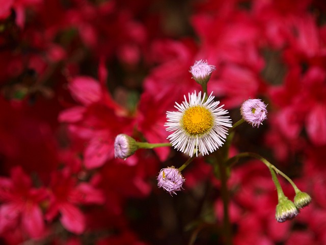 b0145677_21204041.jpg