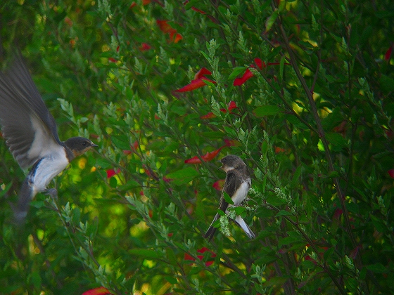 c0213690_33726.jpg