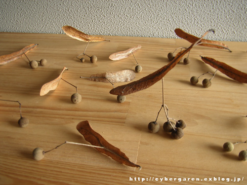 菩提樹の実 箱 庭