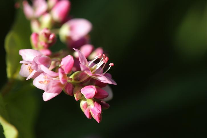 秋日和に笑顔あふれて・≪赤蕎麦の花≫_a0140000_20193283.jpg