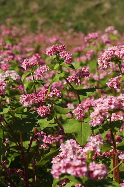 秋日和に笑顔あふれて・≪赤蕎麦の花≫_a0140000_20272825.jpg