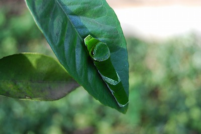 c0124100_15355553.jpg