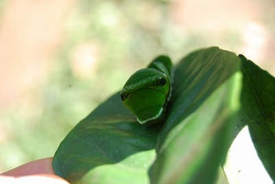 c0124100_15362140.jpg