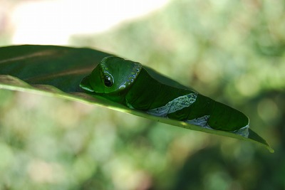 c0124100_15363727.jpg