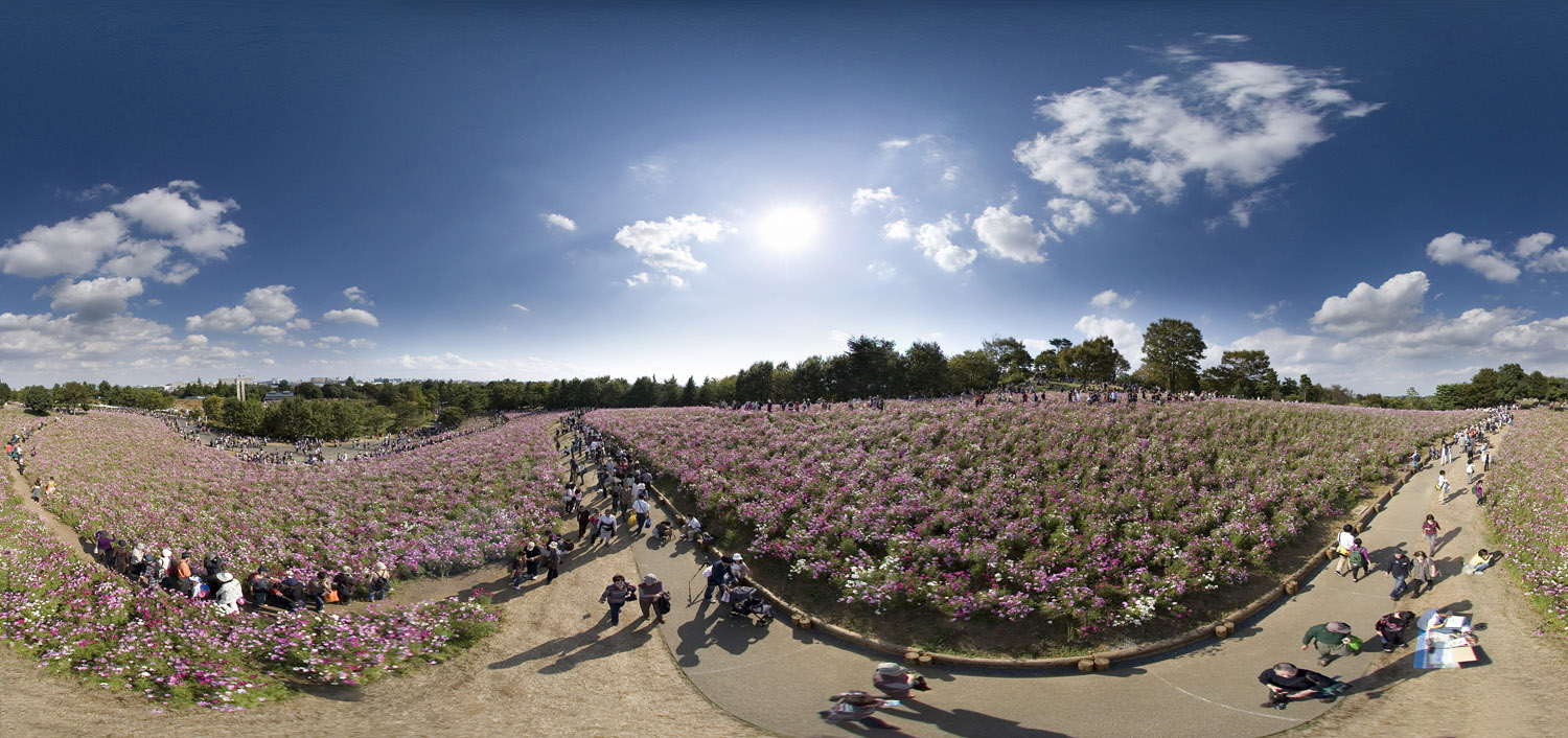 Cosmos At Showa Kinen Park 　昭和記念公園「コスモスの丘」１_d0108602_17464393.jpg