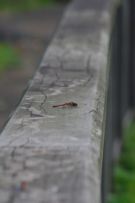 c0187503_1714142.jpg