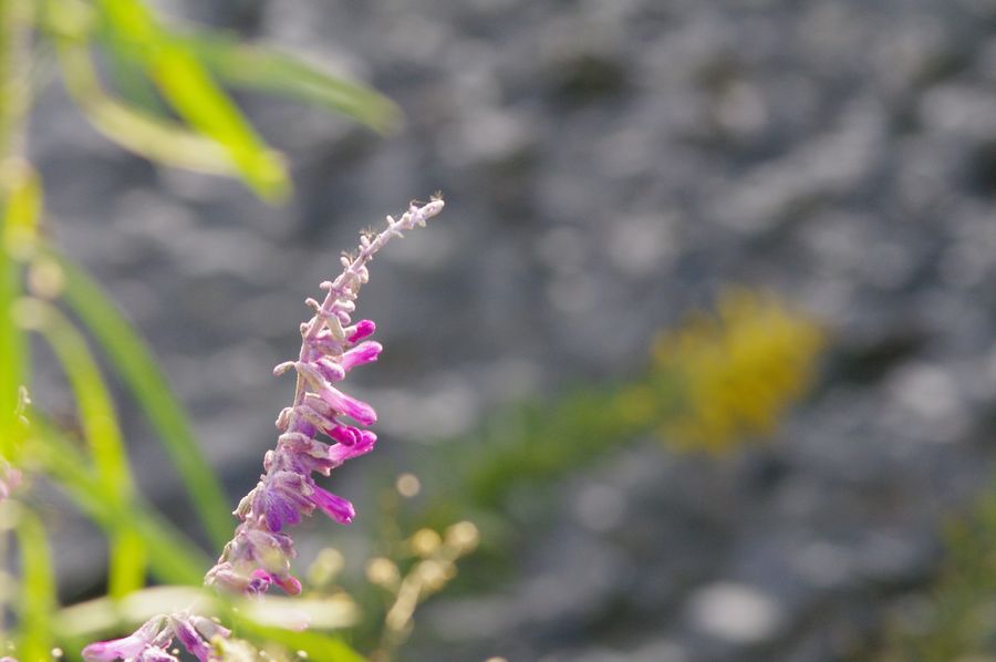 c0187503_1761559.jpg