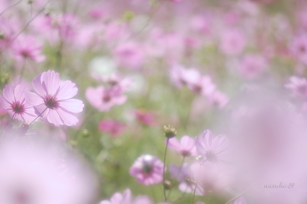 秋桜日和_c0091505_18322652.jpg